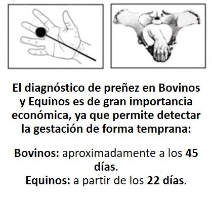 DETECTOR DE PREÑEZ PARA BOVINOS Y EQUINOS DP 300